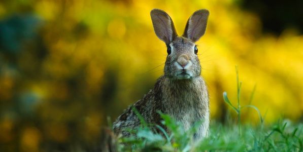 Forskel på en hare og kanin - Sådan kender du forskel